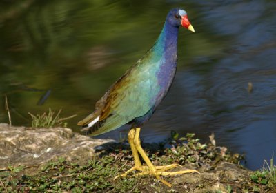 Rails, Gallinules, and Coots