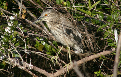 Black-crowned Night-Heron; immature
