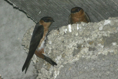 Cave Swallows