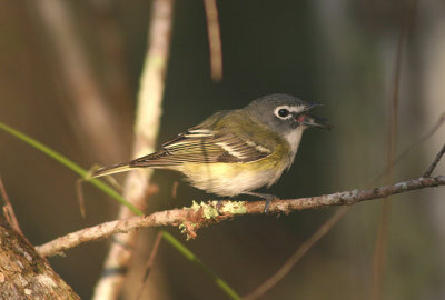 Blue-headed Vireo