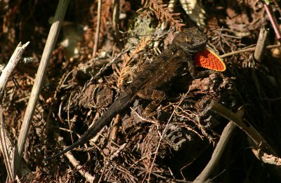 Cuban Brown Anole; exotic