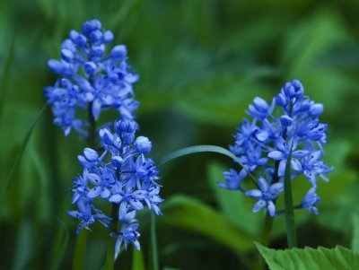 Blue Flowers Outside Tibirke Kirke