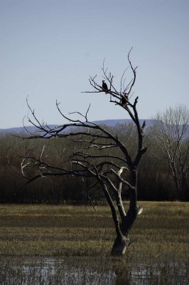 Bosque del Apache