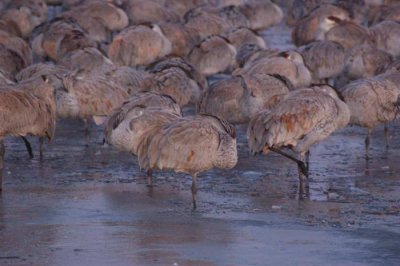 Bosque del Apache, December/2009