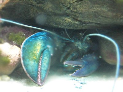 40 blue lobster.jpg
