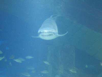47 shark.jpg