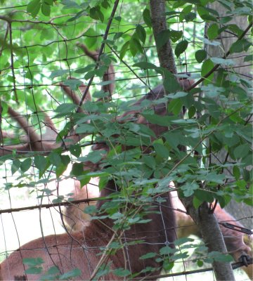 Queens Zoo elk eating 2.jpg