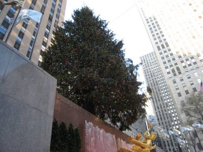 The tree 4.jpg