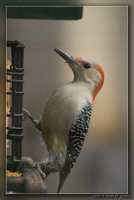 Red-bellied Woodpecker 01