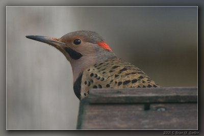 Northern Flicker 02
