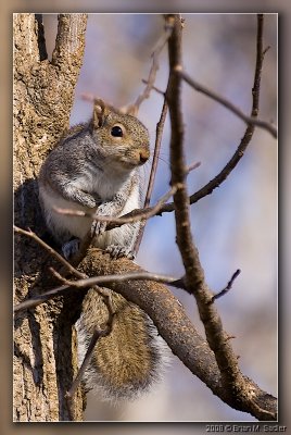 Squirrels 05