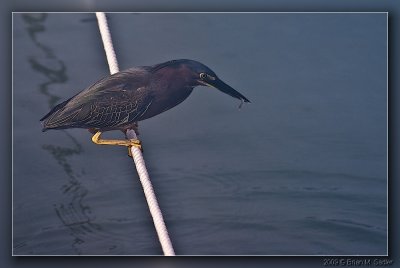 Green Heron 02