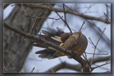 Mourning Dove 06