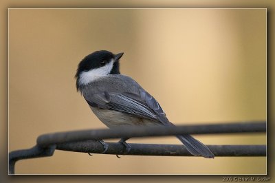 Carolina Chickadee 05