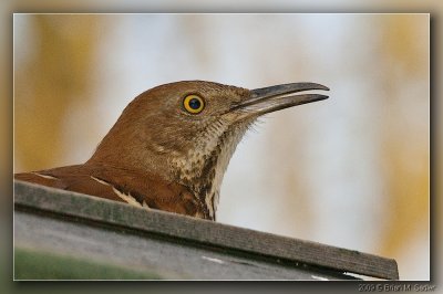 Brown Thrasher 02