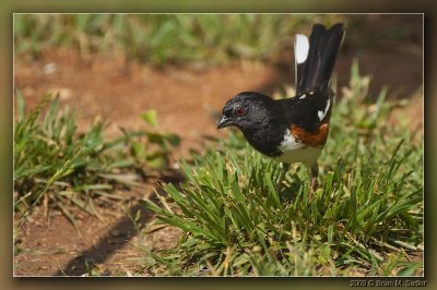 Eastern Towhee 03_hf.jpg