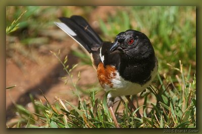 Eastern Towhee 05_hf.jpg