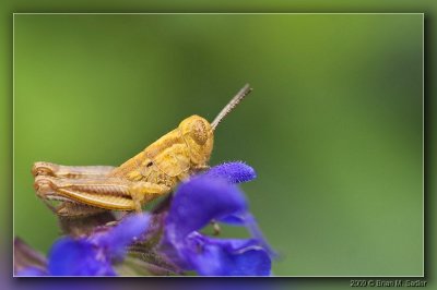 Insects 04_hf.jpg