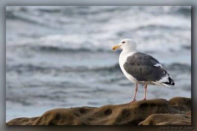 Pacific Gull 01_hf.jpg