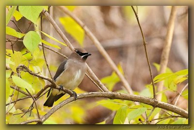 Cedar Waxwing 02_hf.jpg