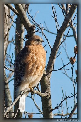 Coopers Hawk 02_hf.jpg