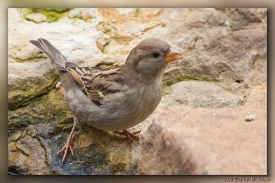 House Sparrow 05_hf.jpg