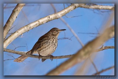 Brown Thrasher 05_hf.jpg