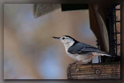 White-breasted Nuthatch 07_hf.jpg