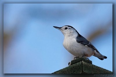 White-breasted Nuthatch 08_hf.jpg