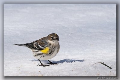 Yellow-rumped Warbler 06_hf.jpg