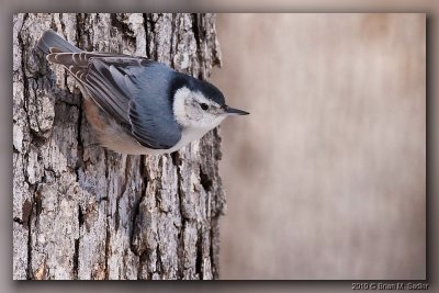 White-breasted Nuthatch 06_hf.jpg