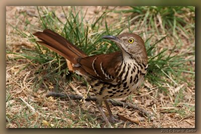 Brown Thrasher 02_hf.jpg