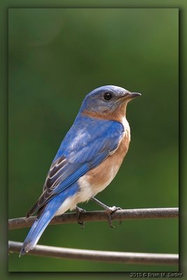 eastern_bluebird