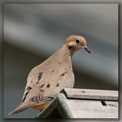 Mourning Dove 07_hf.jpg
