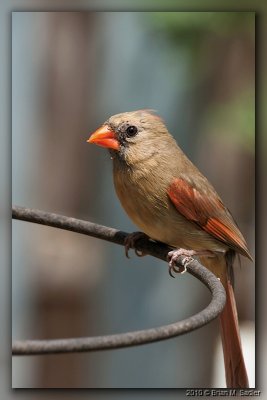 Northern Cardinal 03_hf.jpg