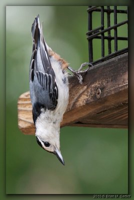 White-breasted Nuthatch 07_hf.jpg