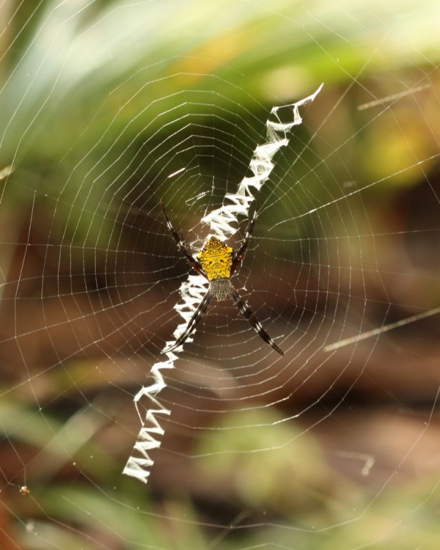Hawaiian Garden Spider Argiope Appensa Araneidae Photo