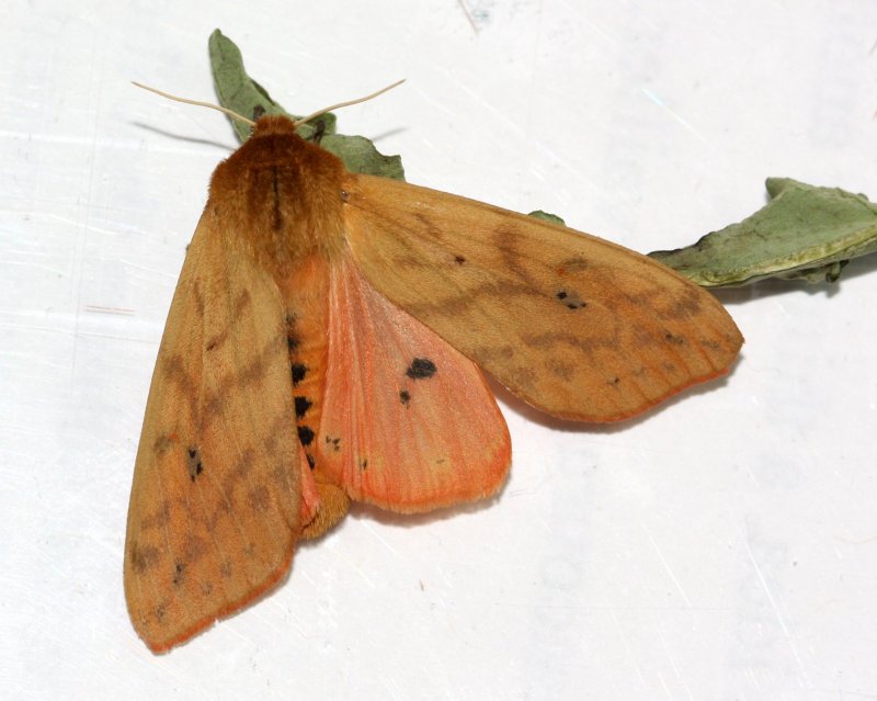 Isabella Tiger Moth, Hodges#8129 Pyrrharctia isabella