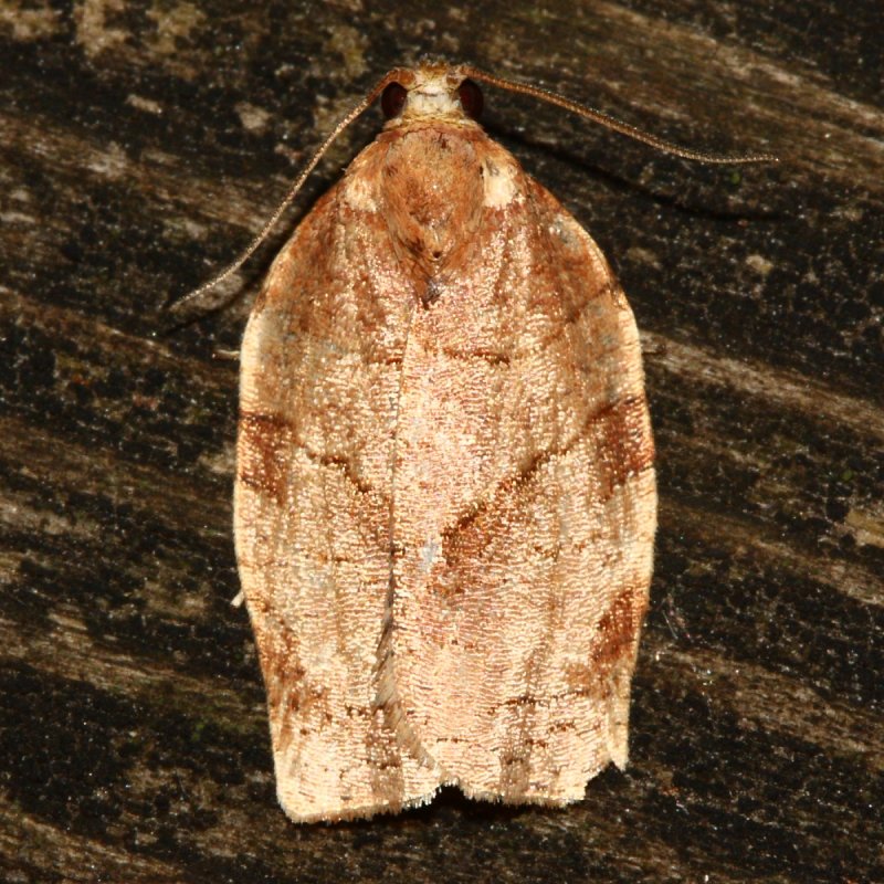 Oblique-banded Leafroller, Hodges#3635 Choristoneura rosaceana
