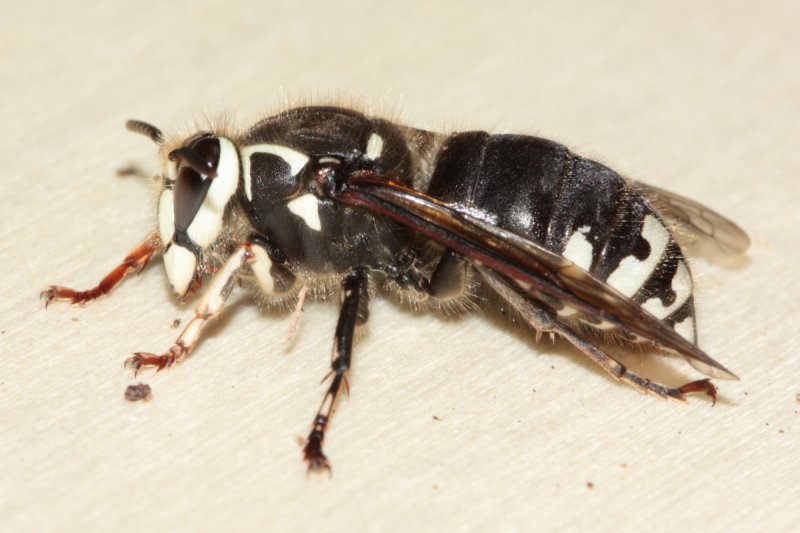 Baldfaced Hornet (Dolichovespula maculata) queen