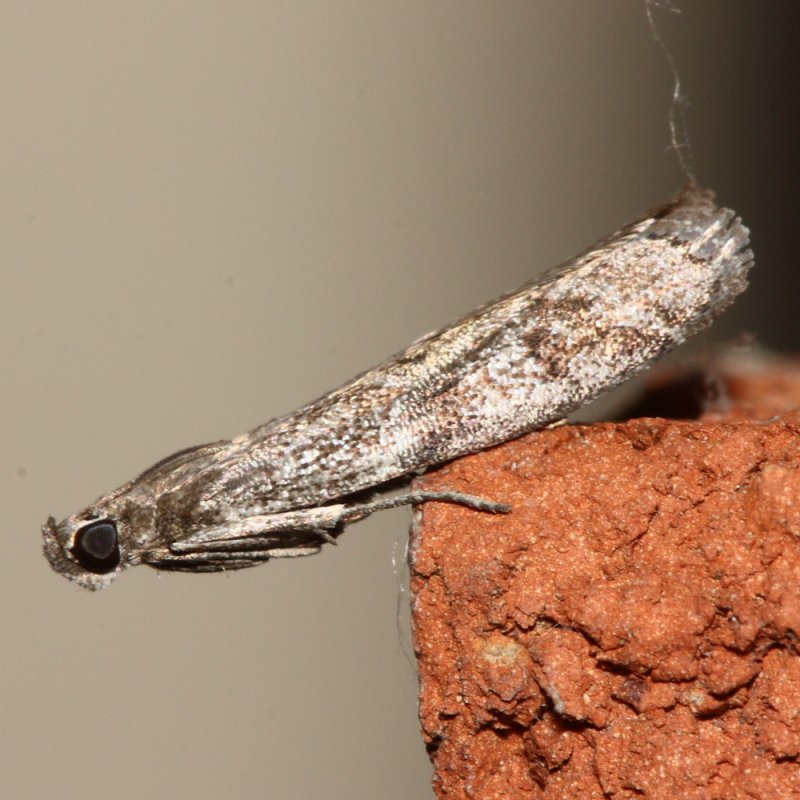 Pyralid (Phycitinae)
