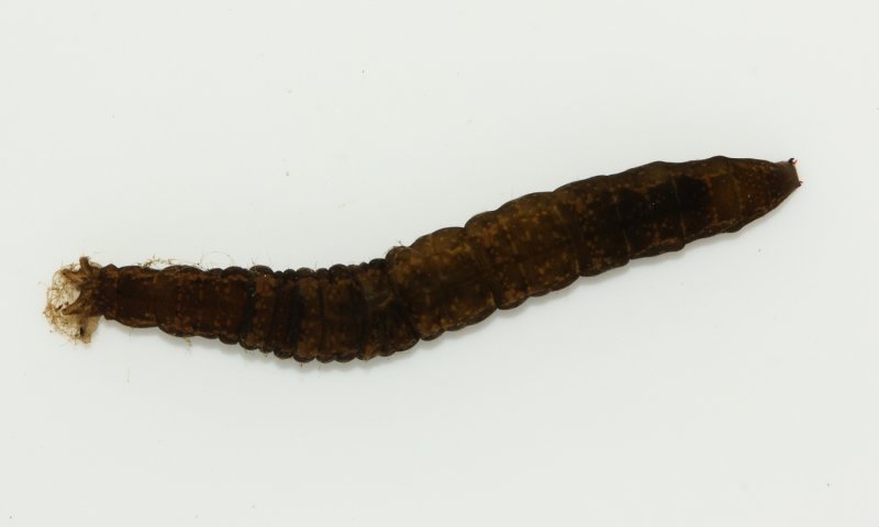 Aquatic Crane Fly (Tipula sp.) larva