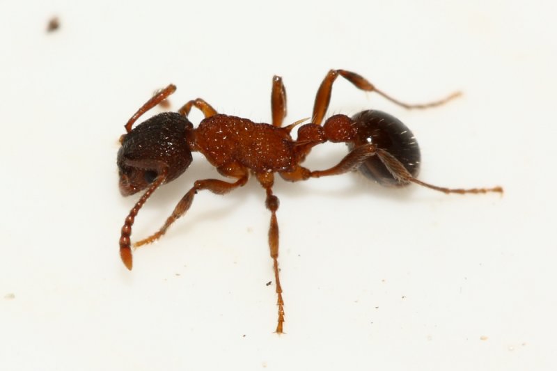Myrmica americana