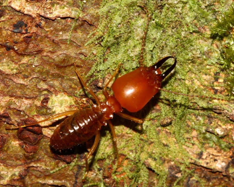 Syntermes molestus soldier