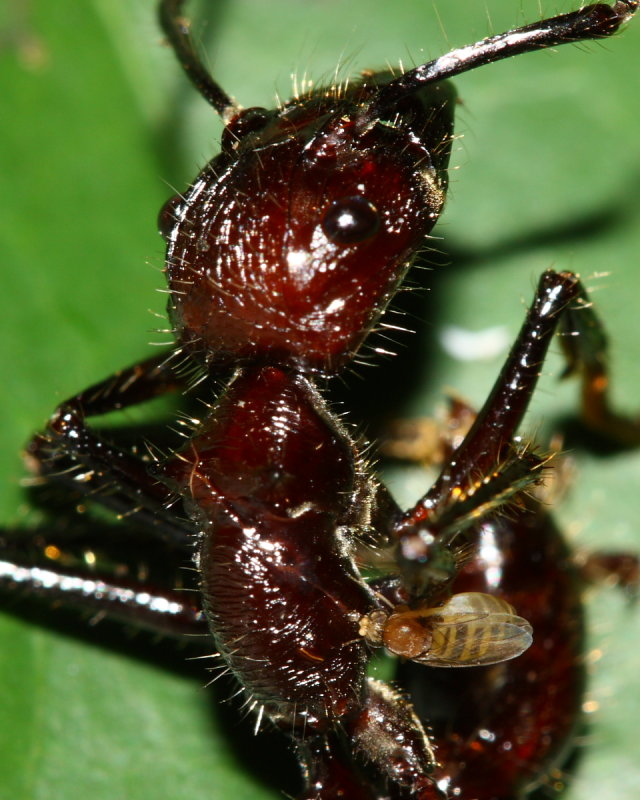 Bullet Ant Parasitoid, Apocephalus paraponerae complex (Phoridae)