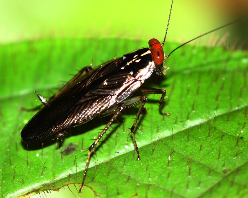 Red-headed Roach, Euphyllodromia sp. (Blattellidae: Pseudophyllodromiinae)