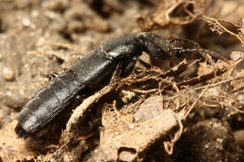 Tasgius melanarius