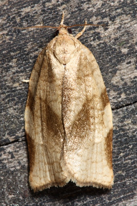Oblique-banded Leafroller, Hodges#3635 Choristoneura rosaceana