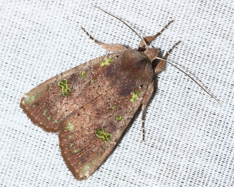 Owlet Moth (Noctuidae)