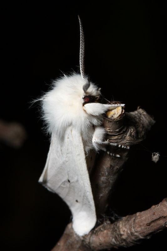 Virginian Tiger Moth, Hodges#8137 Spilosoma virginica